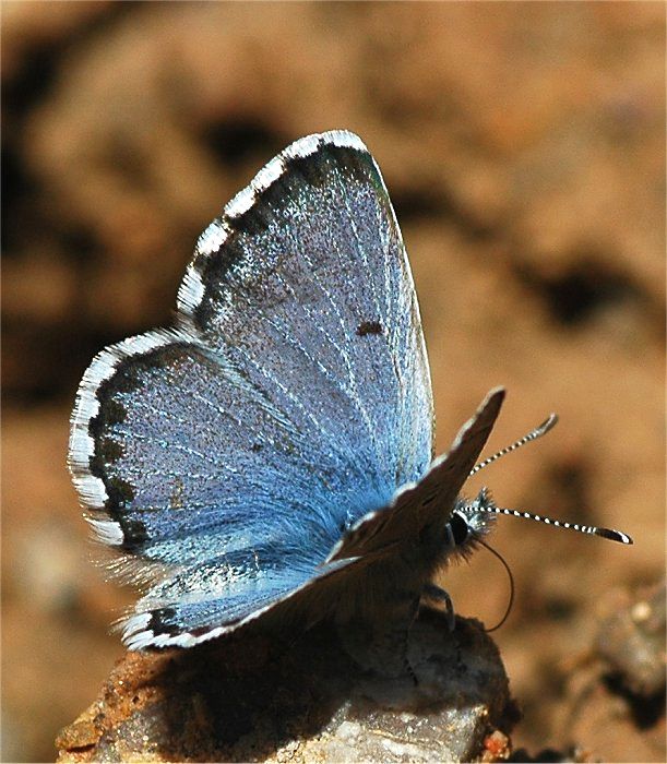 Pseudophilotes panoptes